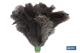 COFAN 41003170U - PLUMERO DE PLUMA DE AVESTRUZ MODELO NOA 54CM "VENTA UNITARIA