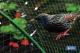 COFAN 90016583 - MALLA ANTIPAJAROS 2X10M 7G/M2